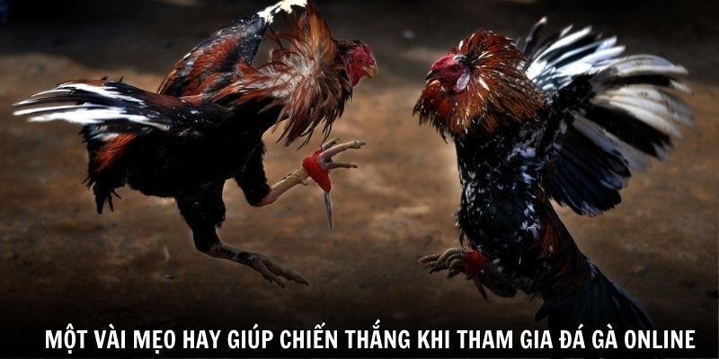 Một vài mẹo hay giúp chiến thắng khi tham gia đá gà online