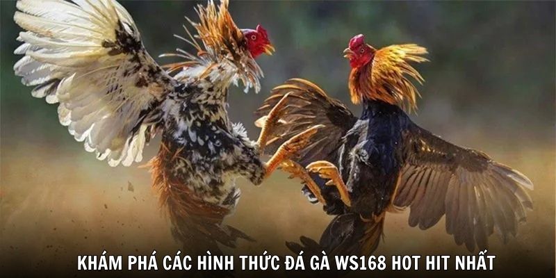 Khám phá các hình thức đá gà WS168 hot hit nhất