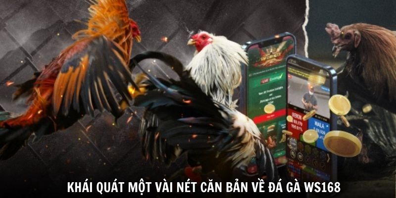 Khái quát một vài nét căn bản về đá gà WS168