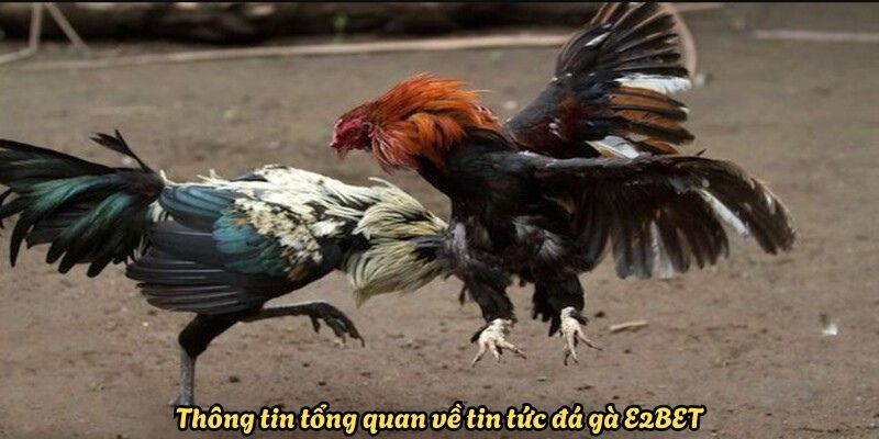 Thông tin tổng quan về tin tức đá gà E2BET