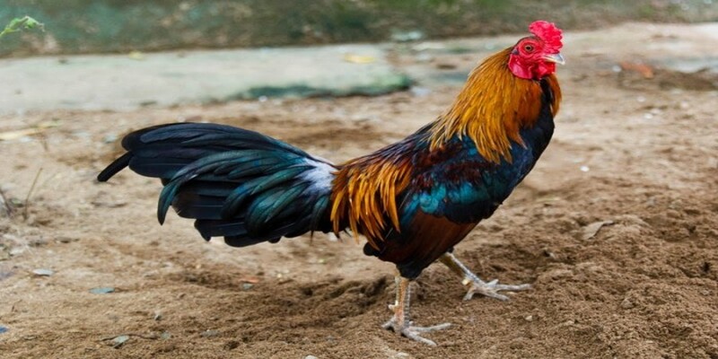 Giới thiệu các dòng gà đá phổ biến