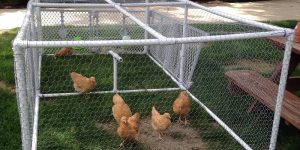 Các dạng chuồng cơ bản cho gà chọi