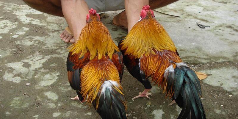 Tìm hiểu về gà chọi linh kê là gì