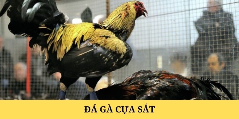 Giới thiệu hình thức gà đá cựa sắt hay nhất tại E2BET