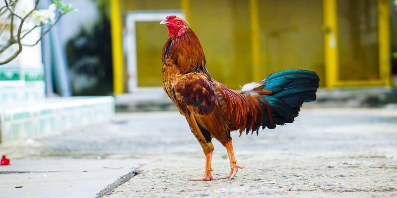 Bước chọn giống gà đóng vai trò quan trọng