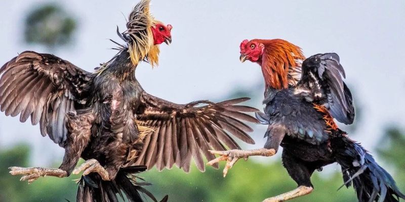Giới thiệu về hình thức đá gà tre thú vị