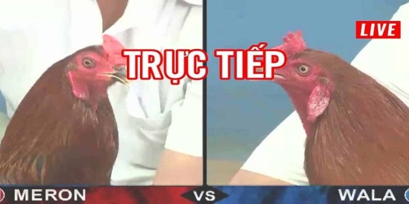 Đánh giá trải nghiệm xem chất lượng