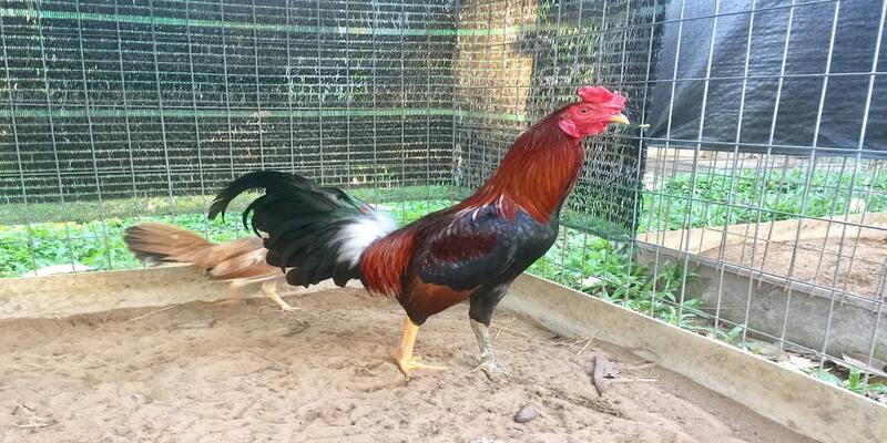 Những loại gà chọi linh kê thường gặp nhất