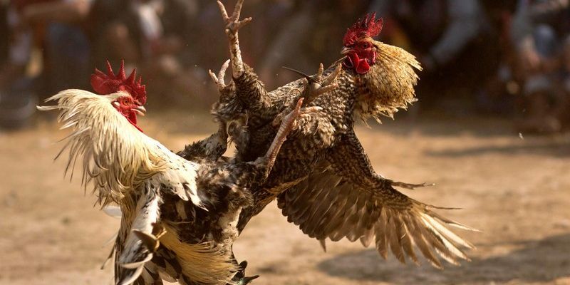 Các quy định cơ bản về luật chơi