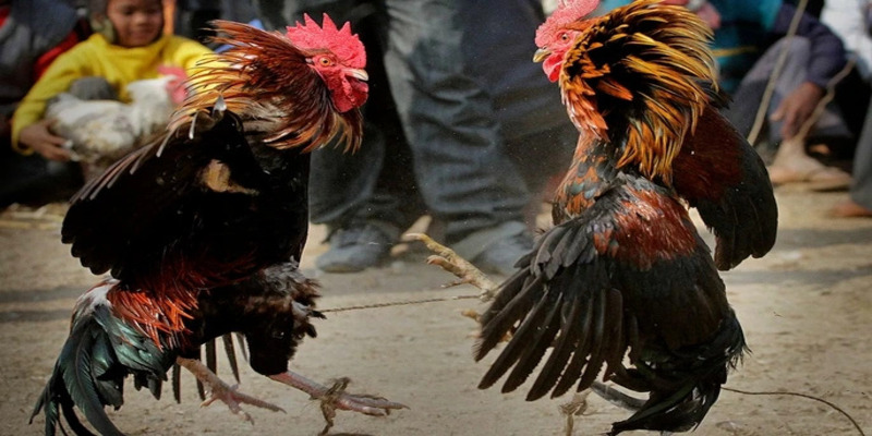 Kỹ thuật huấn luyện phù hợp cho gà chọi