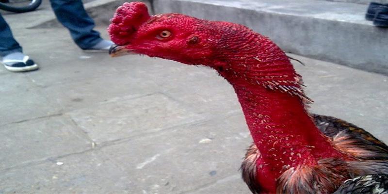 Gà móng cổ sở hữu chiếc vảy độc lạ
