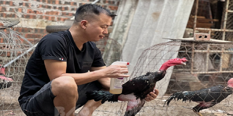 Kinh nghiệm nuôi gà đá quần sương dãi nắng