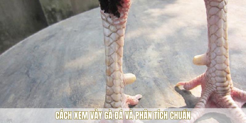 Tầm quan trọng của cách xem vảy gà đá