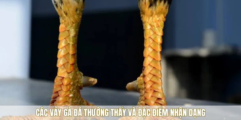 Các vảy gà đá thường thấy và đặc điểm nhận dạng