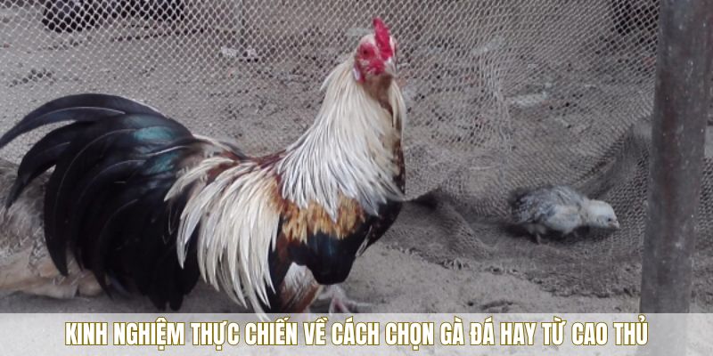 Kinh nghiệm thực chiến về cách chọn gà đá hay từ cao thủ