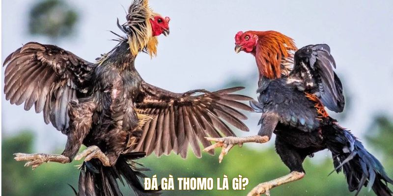 Đá gà Thomo là gì?