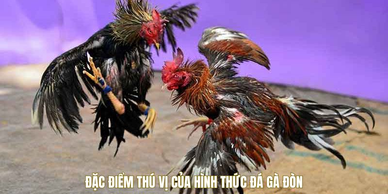 Đá gà đòn có gì hấp dẫn 