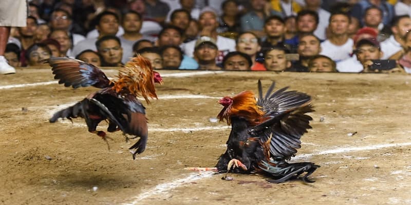 Sảnh đá gà độc đáo