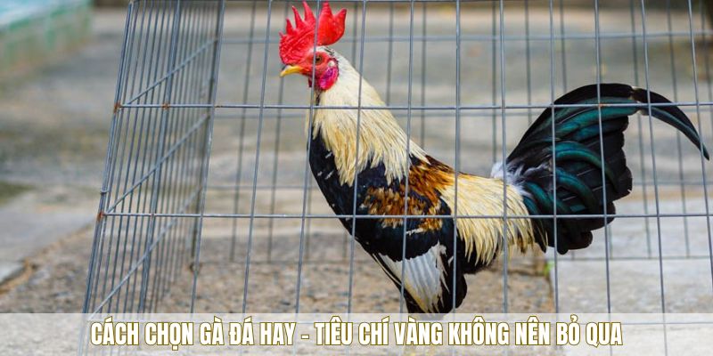 Cách chọn gà đá hay - Tiêu chí vàng không nên bỏ qua