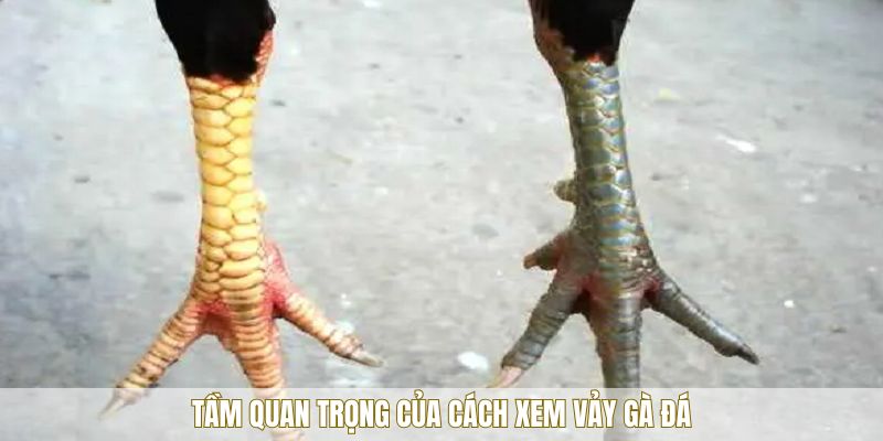 Cách xem vảy gà đá và phân tích chuẩn
