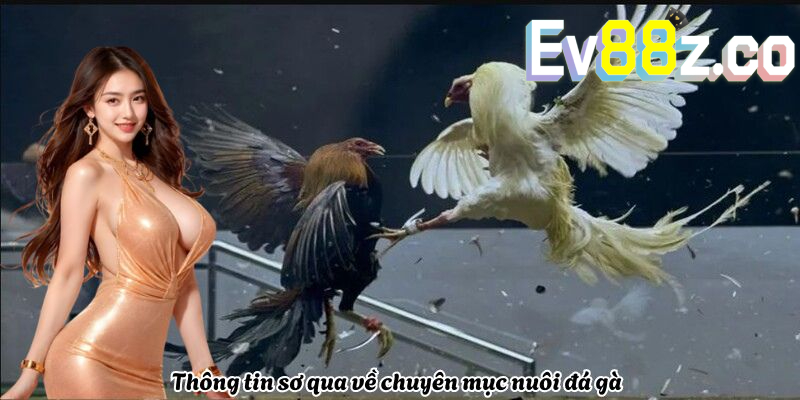 Thông tin sơ qua về chuyên mục nuôi đá gà