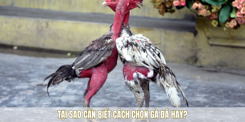 Tại sao cần biết cách chọn gà đá hay?